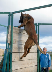 training of belgian shepherd - 792359811