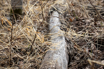 Decay: Close-Up of Rotting Wood and Dead Grass