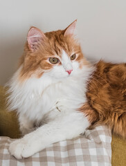 A beautiful red cat on a plaid pillow on the sofa in the living room