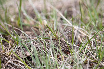 Disturbed Ant Hill in Natural Setting