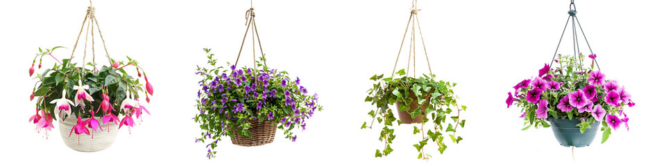 set of hanging plants on pot, Lobelia, Fuchsia, Petunia,  ivy, isolated on transparent background