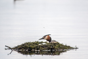 The waterfowl bird Great Crested Grebe swimming in the lake near its nest with eggs