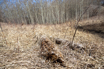 Decay: Close-Up of Rotting Wood and Dead Grass