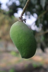 Small mangoes and inflorescences of mango hanging in tree branch,raw mango hanging on tree with blur background in summer fruit