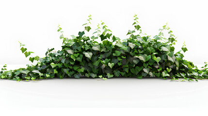 Fototapeta premium ivy spreads across the horizontal surface, of isolated cutout object with shadow on white background