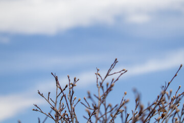 Bare Tree in Field under Blue Cloudy Sky