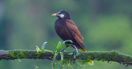 a montezuma oropendola on a branch at boca tapada