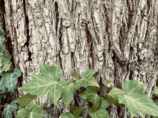 Garden ivy climbing on the bark of a tree