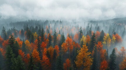 A foggy forest with trees in the fall.