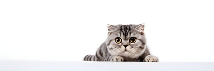 A Cute adorable grey Kitten peeking over a minimal white background with copy space for text, banner wallpaper, pet cat, health, animal, pet shop