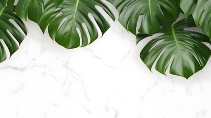 Green monstera leaves with shadow on white marble wall background as wide copy space for text, 4k,...