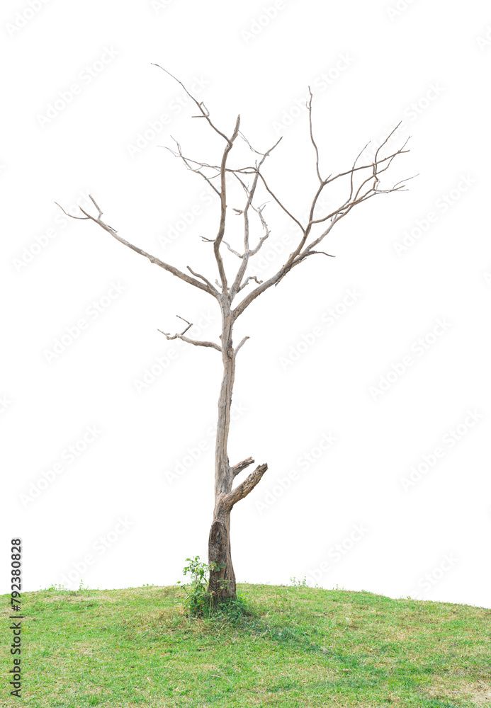 Wall mural leafless tree isolated on transparent background. png file format