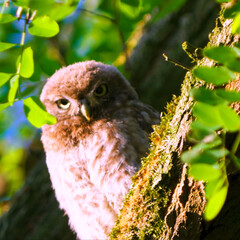 great horned owl in tree