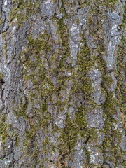 Obraz premium Texture of the bark of old maple tree
