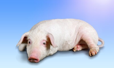 Domestic cute pink pig on background