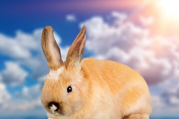 Healthy lovely cute bunny rabbit on nature background