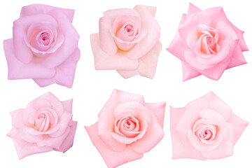 6 pink roses isolated on the white background. Photo with clipping path.