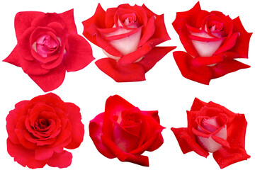 Six dark red roses isolated on white background. Photo with clipping path.