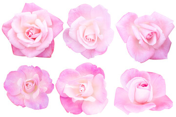 Soft pink roses on white background.Photo with clipping path.