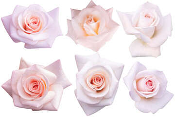 6 soft pink roses isolated on white background. Photo with clipping path.