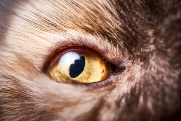 Cute kitten baby cat pose 