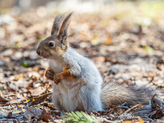 Squirrel in autumn or spring with nut on the green grass with fallen yellow leaves