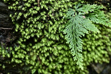 A close-up of a fern leaf stands out on a stone wall adorned with climbing plants, its feathery fronds captivating the viewer's attention with their graceful arrangement.