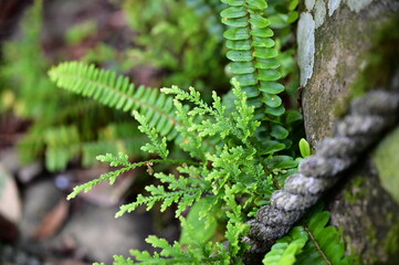 A close-up of ferns thriving alongside the hiking trail, with nearby ropes, set against an empty...