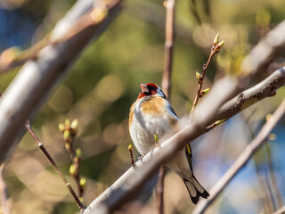 Detailed photo of an european goldfinch between branches