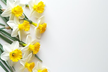 Obraz premium Spring floral border with fresh daffodils isolated on white background focusing on Mother s Women s Easter Wedding Day concept