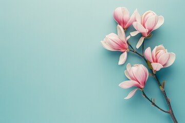 Minimalistic still life of beautiful pink magnolia flowers on a soft blue background providing copy...