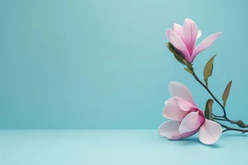Gordijnen Minimalistic still life or internet banner featuring beautiful pink magnolia flowers on a soft blue backdrop © The Big L