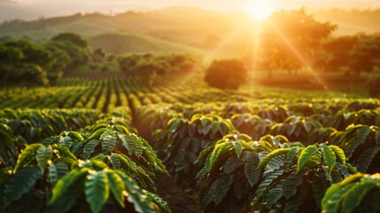 A vibrant coffee plantation with rows of coffee trees stretching to the horizon, basking in the sunlight and ready for harvest.