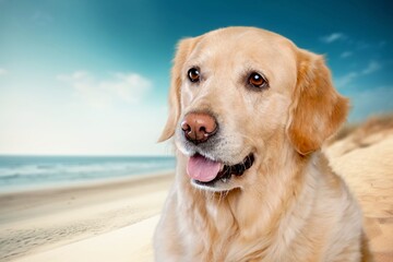 Cute smart dog Enjoying a Summer at the Beach.