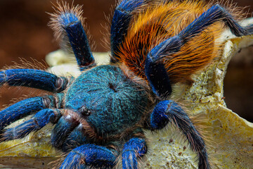 Tarantula spider 