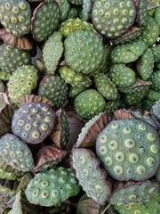 close up of a Lotus seeds 
