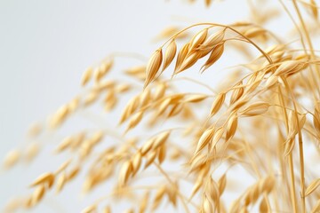 Ripe oat plant ears on white isolated background with focused attention