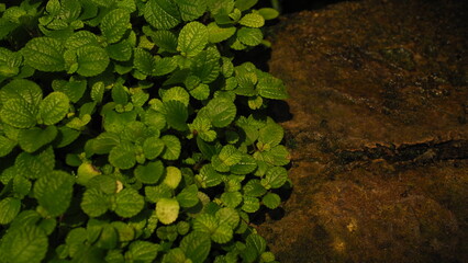 Green leaves of Creeping Charlie (Pilea nunmmulariifolia) on left screen, humid wet stone surface...