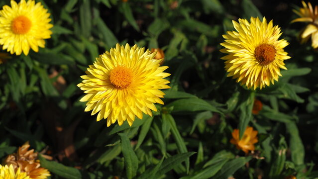 OLYMPUS 3 yellow Strawflowers (Xerochrysum bracteatum) (Golden Everlasting) , the ones in middle and right in focus, another one on the left out of focus, in a bokeh background of green leaves
