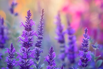 Naklejka premium Summer flowerbed of beautiful vivid purple woodland sage flower on blurred background