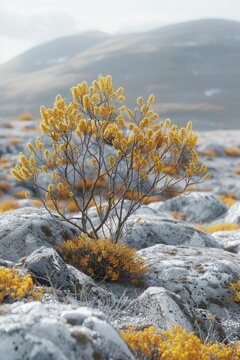 In the serene morning light, a solitary gorse bush blooms on a 3D hill, set against a cloudless sky in a simple, stunning scene.