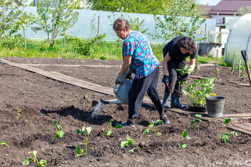 Two women plant seedlings in a vegetable garden in spring - 792416083