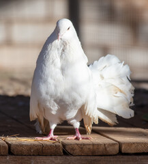 Portrait of a white dove on a farm - 792417856