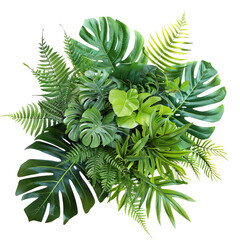 Green leaves of tropical transparent background
