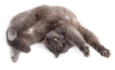 Gray cat lies on a white background - 792418433