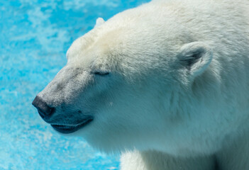 Portrait of a polar bear in the zoo