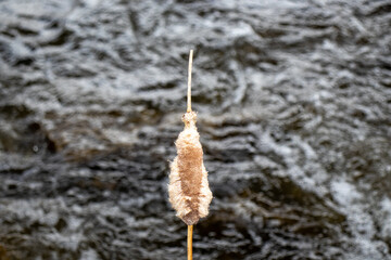 Dry Plant Stands in River