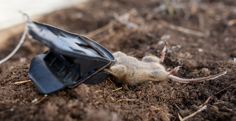 A mouse caught in a mousetrap lies on the ground - 792418697