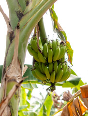 Banana fruits on a banana plantation - 792419083