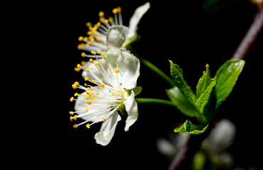White cherry flowers isolated on black background. Close-up - 792419408